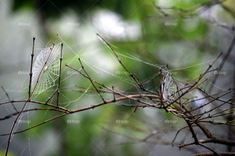 spider webs