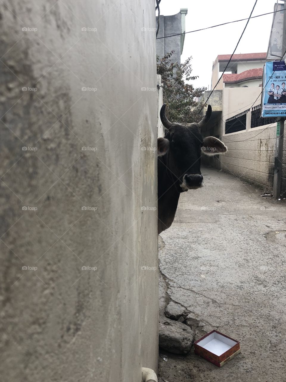 Peek a boo, I see you Buffalo 