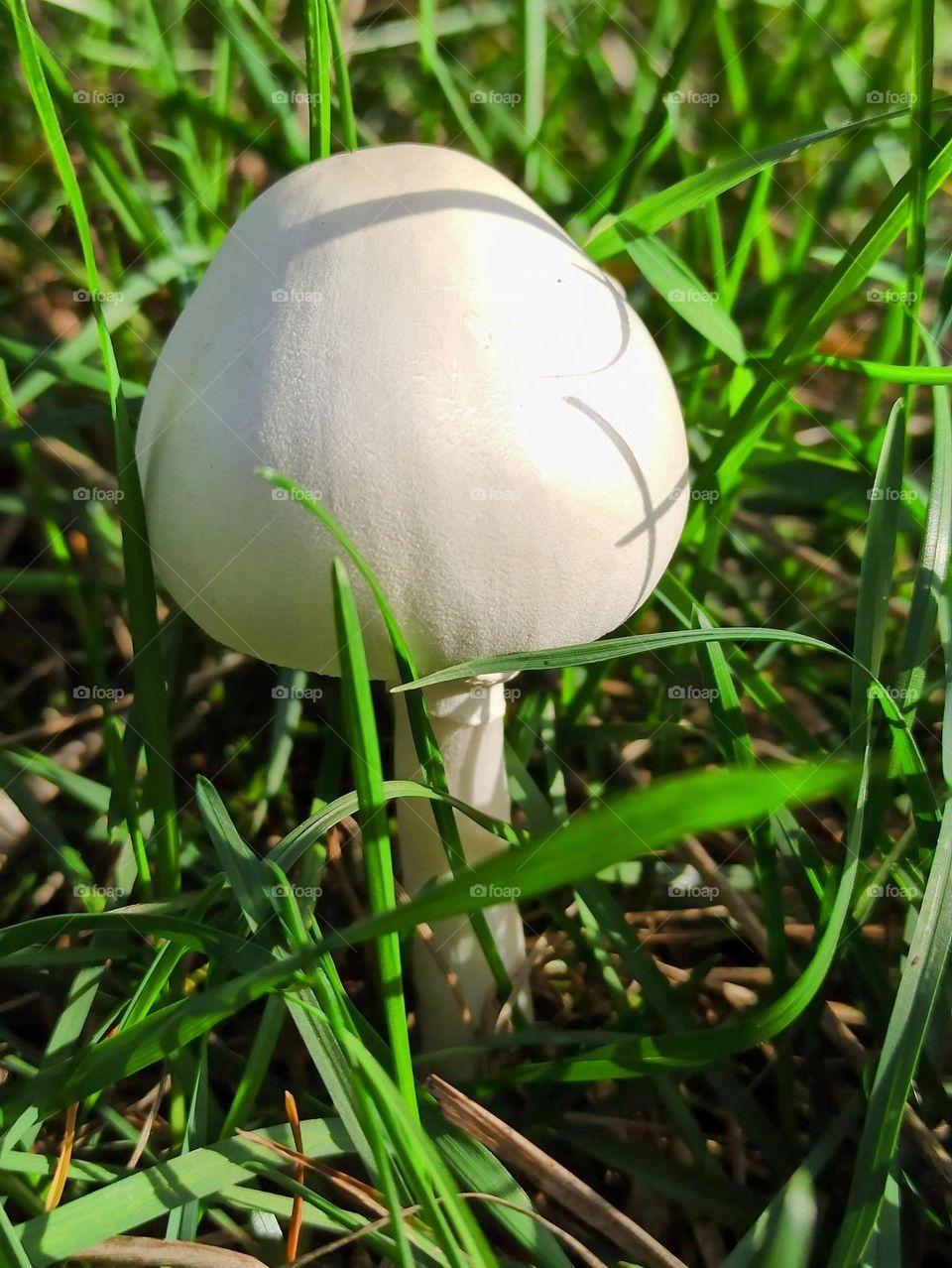 Mystical Mushrooms: A Fungi Adventure