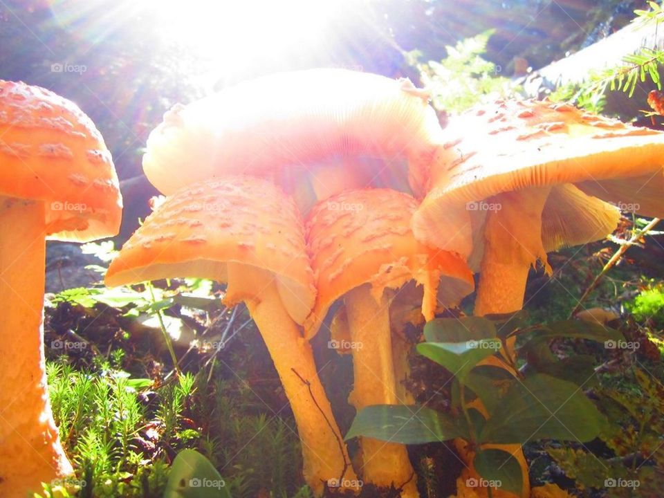 Sunshine Mushroom
