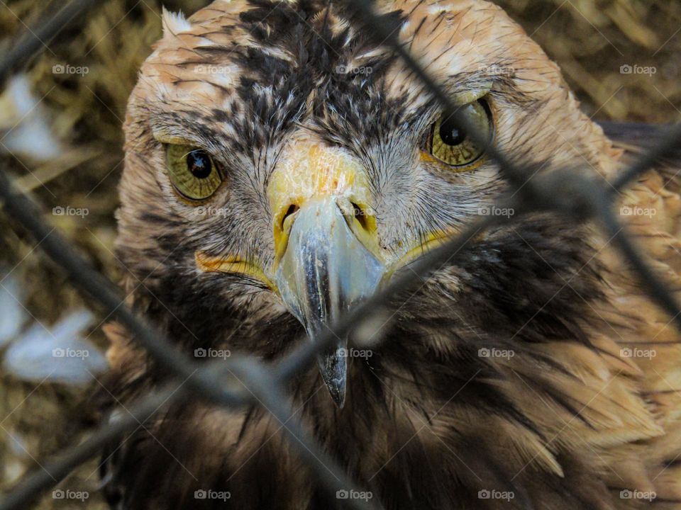 Eagle looking straight at the camera