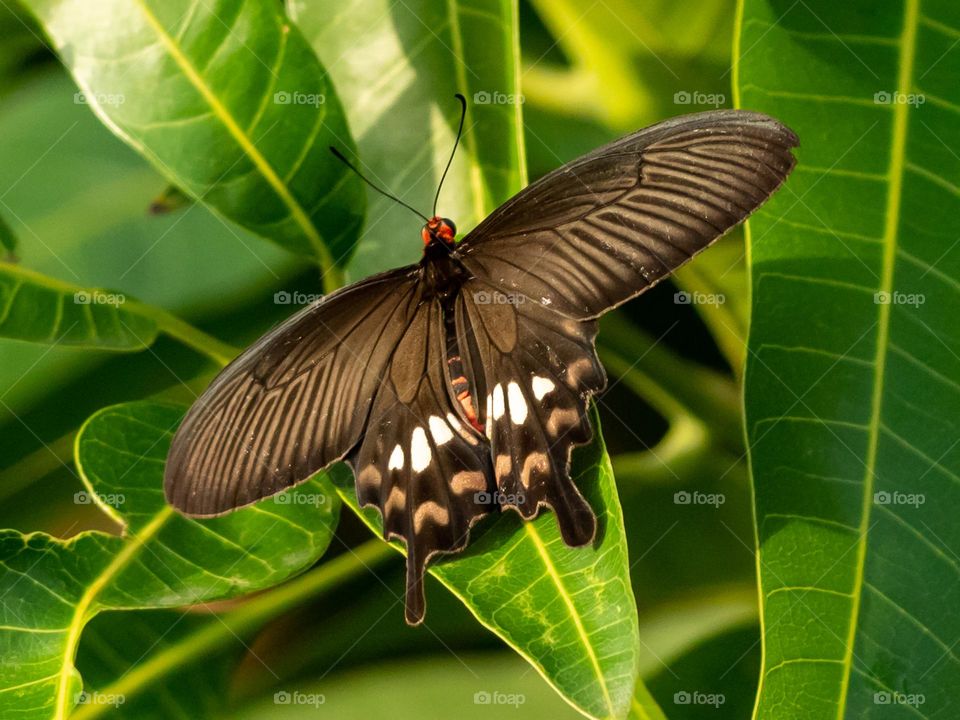 Beautiful Butterfly