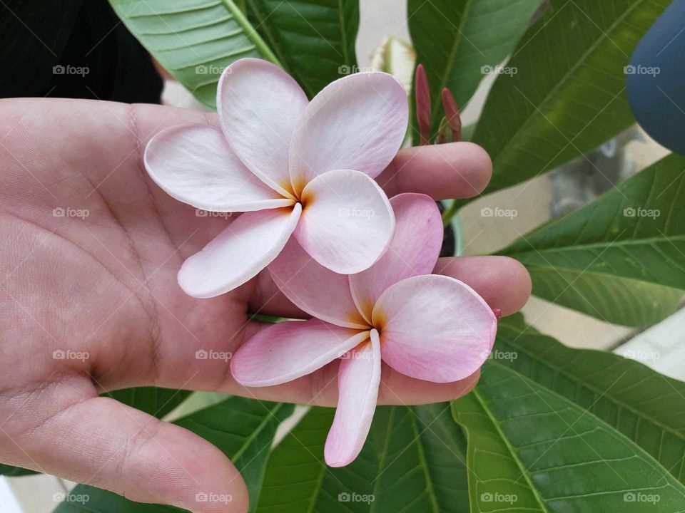 holding onto the flowers