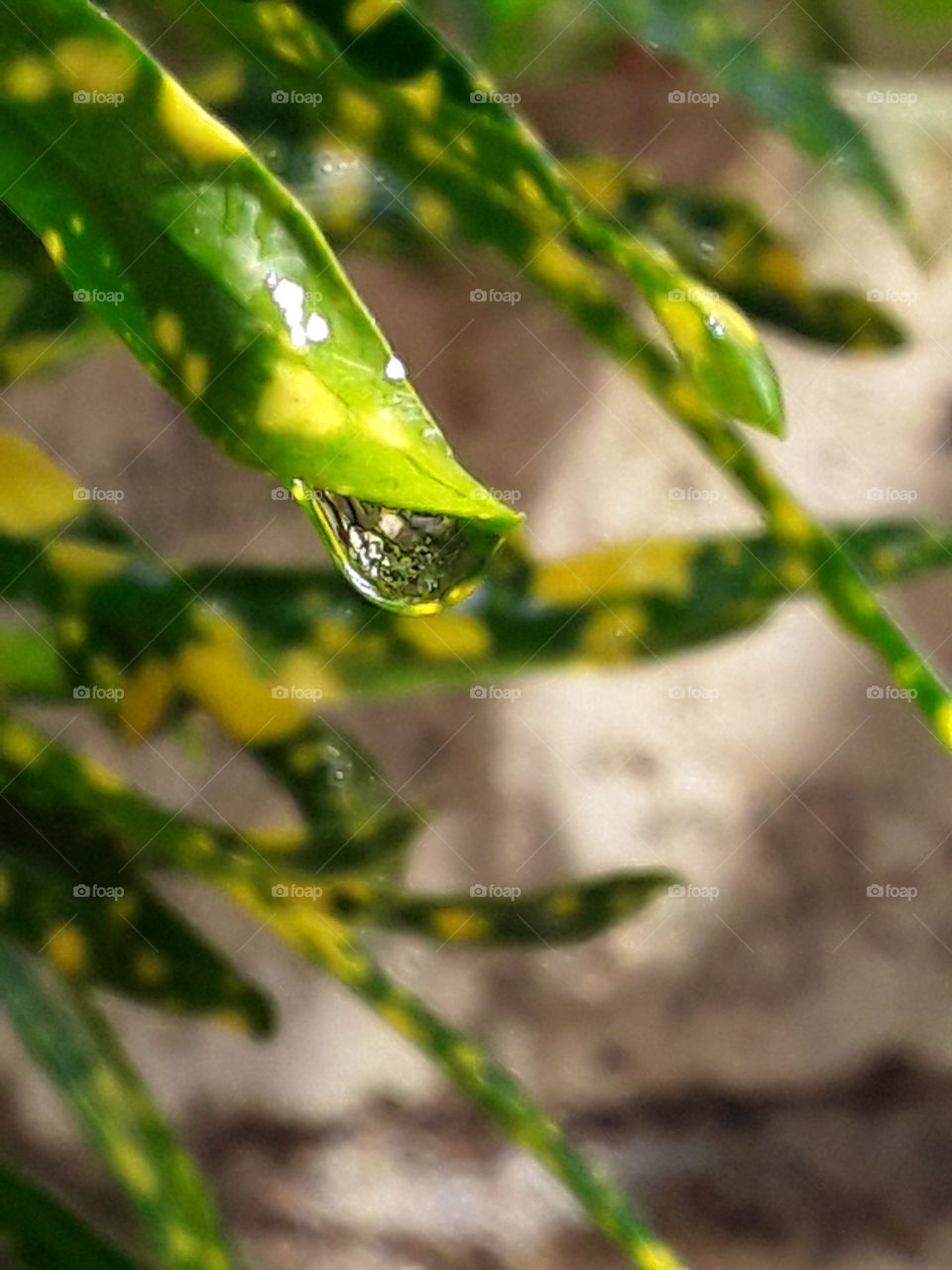 macro shooting. light and shadow raindrop good mood