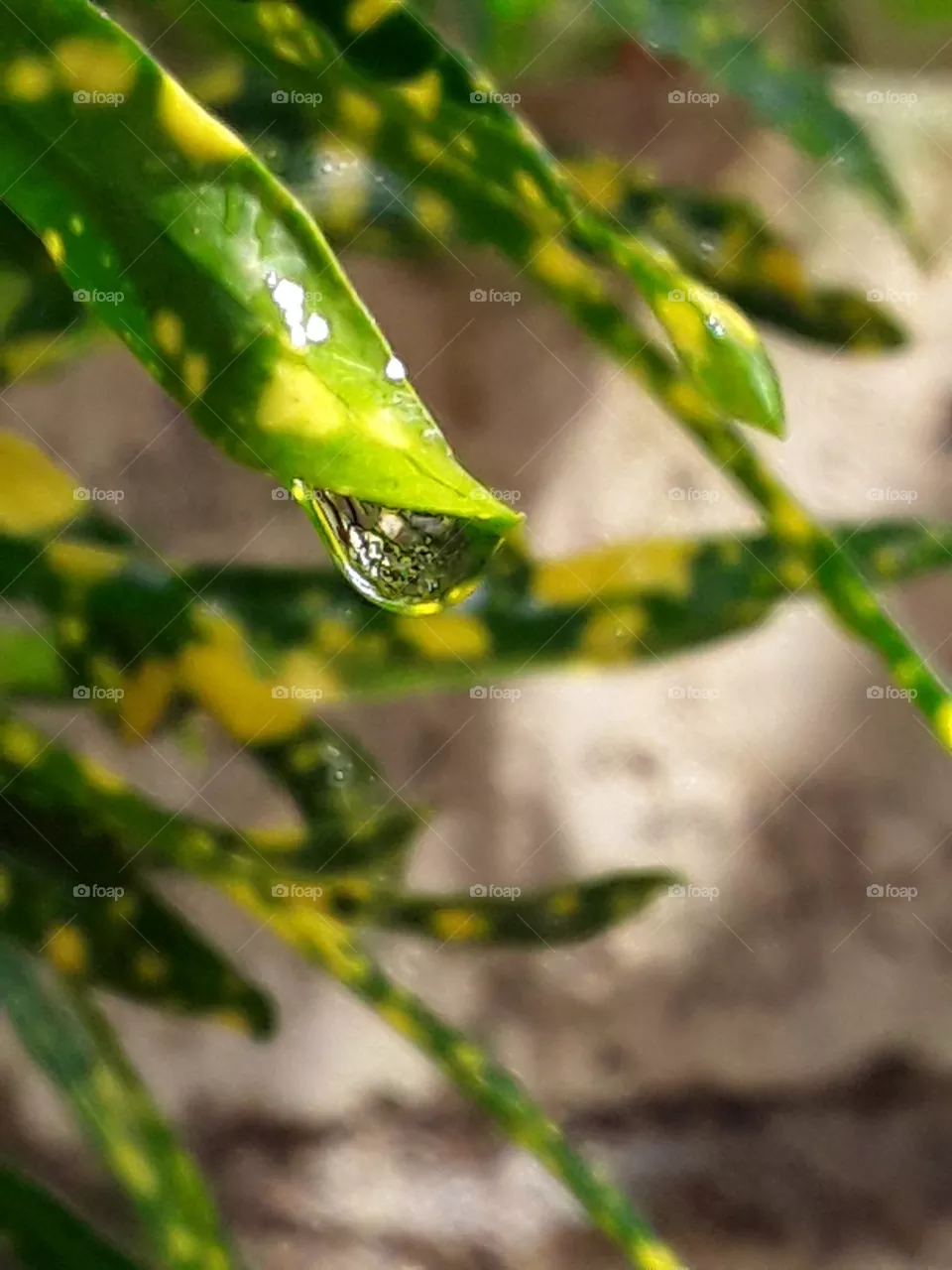 macro shooting. light and shadow raindrop good mood