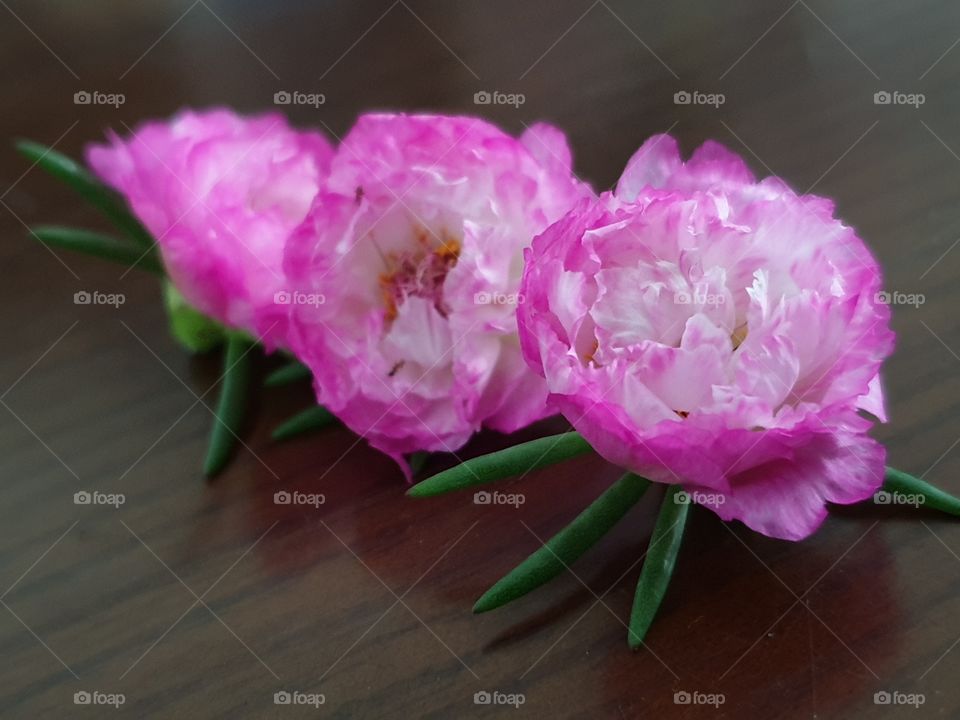 the Portulaca Grandiflora