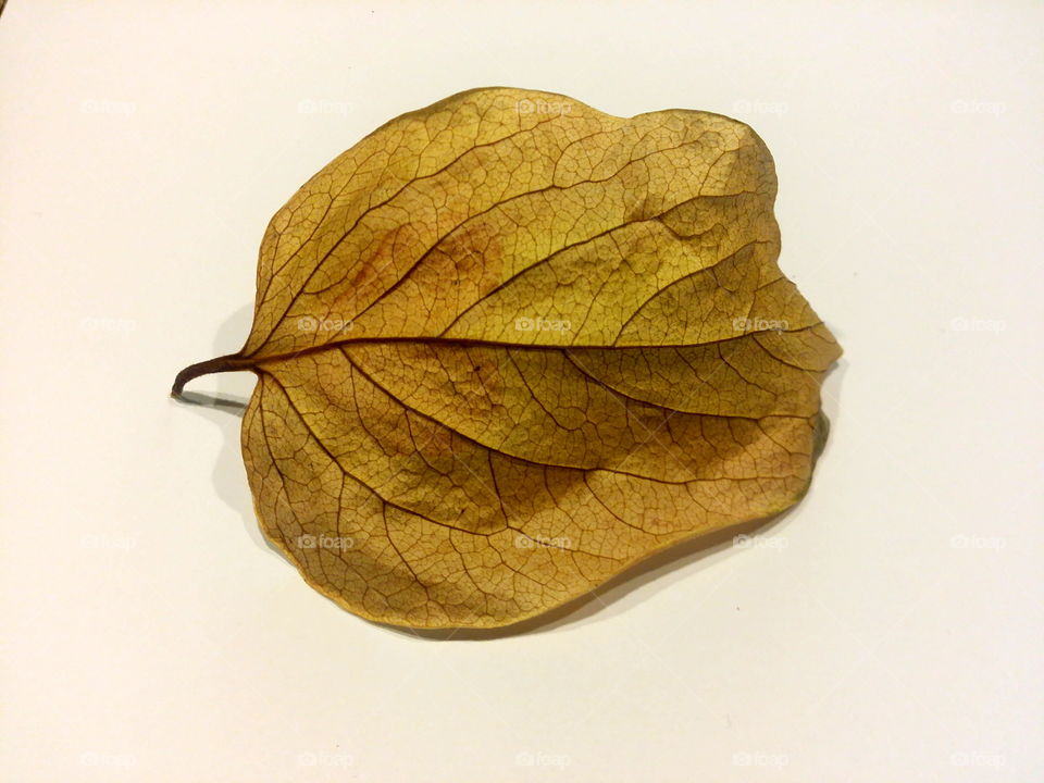 yellow leaf