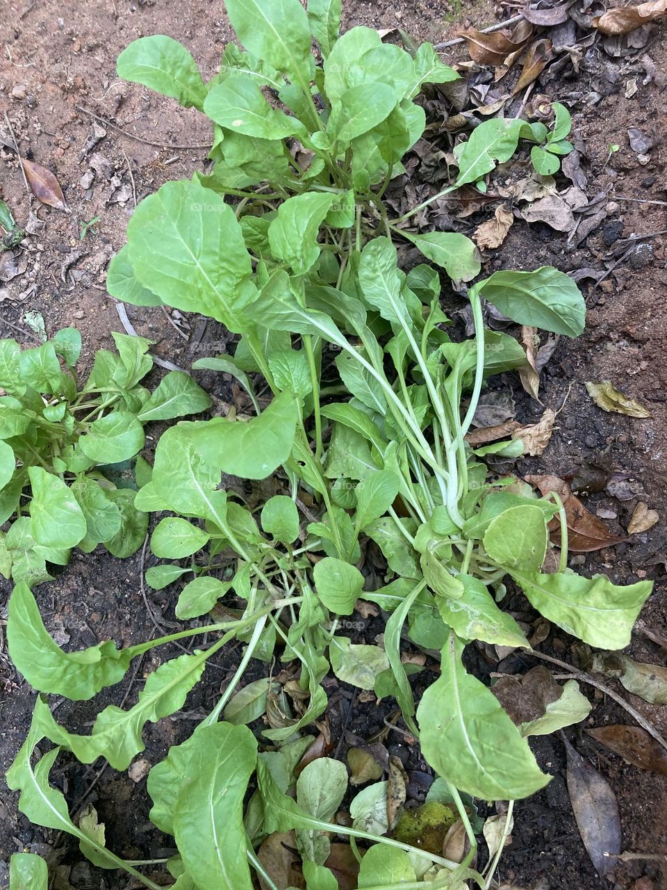 Our vegetable garden is still beautiful! Look at the arugula we planted. Take care of nature, because it gives us back beauty and flavor. 🇧🇷Nossa horta continua bonita! Olhe aí as rúculas que plantamos. Cuide da natureza, pois ela nos devolve sabor. 