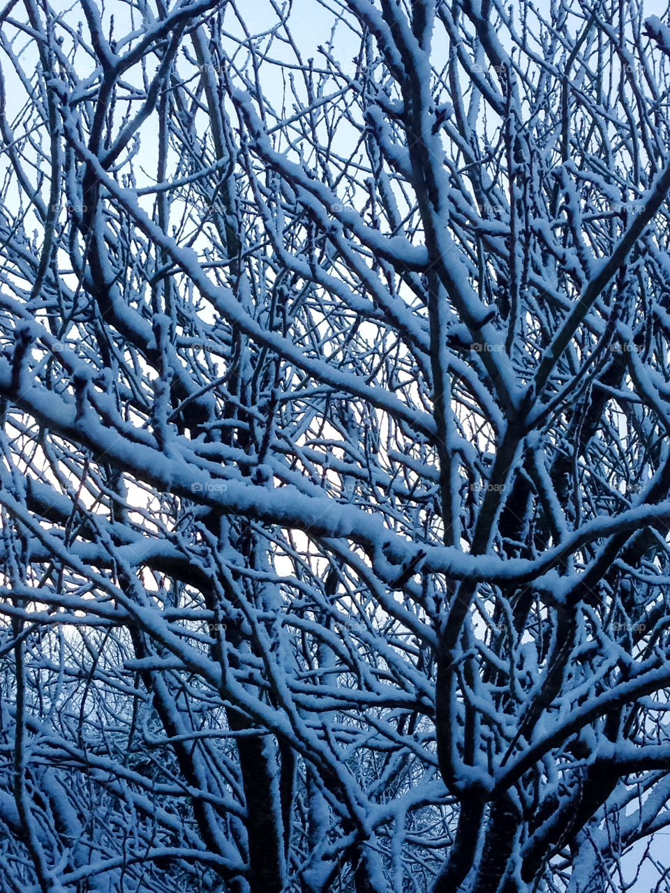 Snowy tree