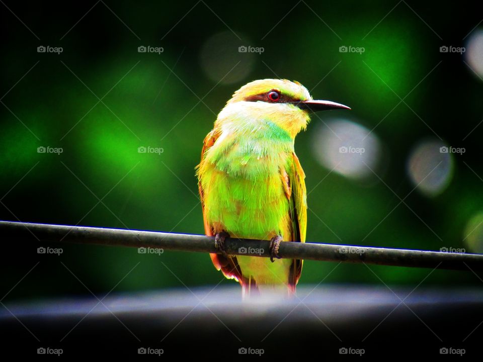The green bee-eater (Merops orientalis) (sometimes little green bee-eater) is a near passerine bird in the bee-eater family.