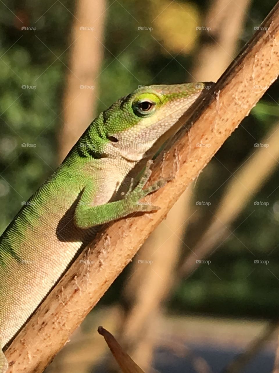 Tiny lizard profile