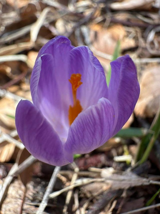 spring in Abbruzzo