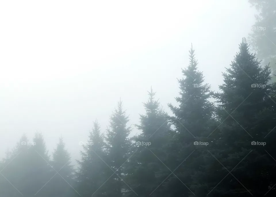 Fog