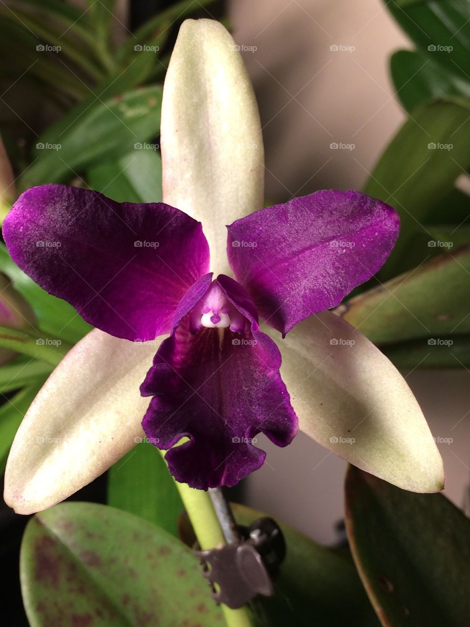 Orchid. Cattleya orchid in bloom