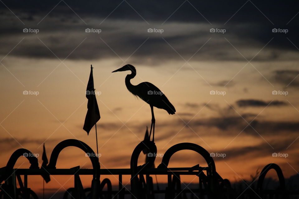 Great Blue Heron On Airboat in Everglades Sunset Silhouette 