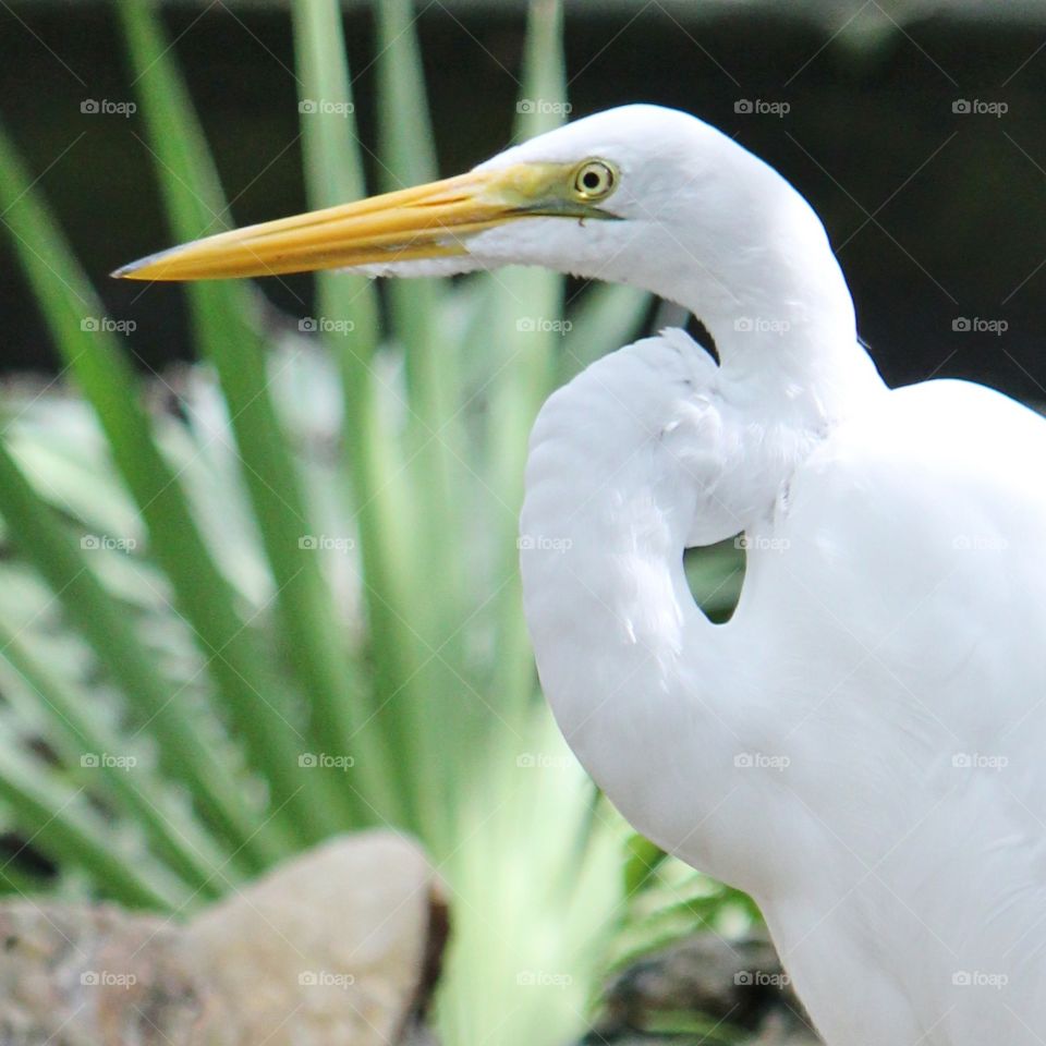 Beautiful heron 