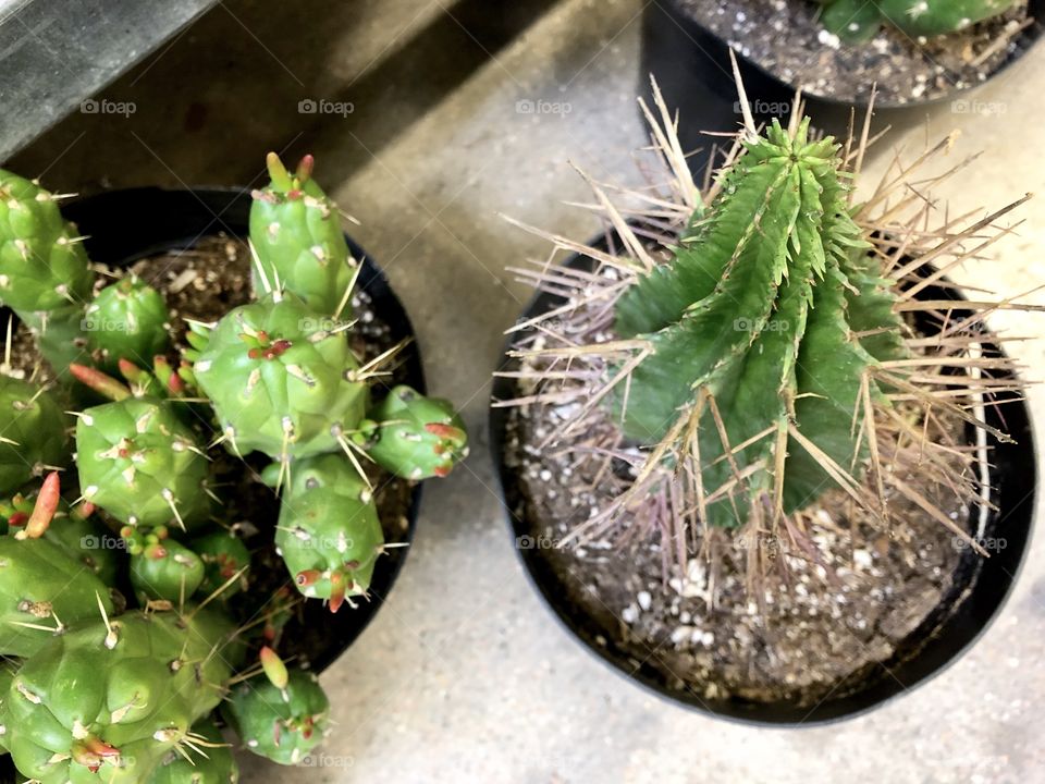 Cactus