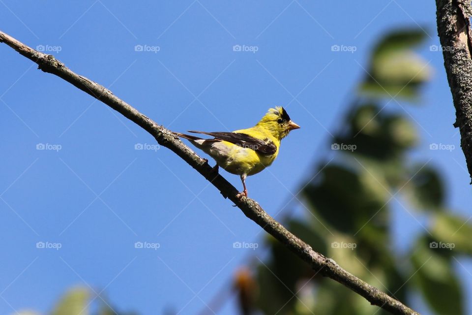 American gold finch resting on a branch on a hot summer day under beautiful blue skies