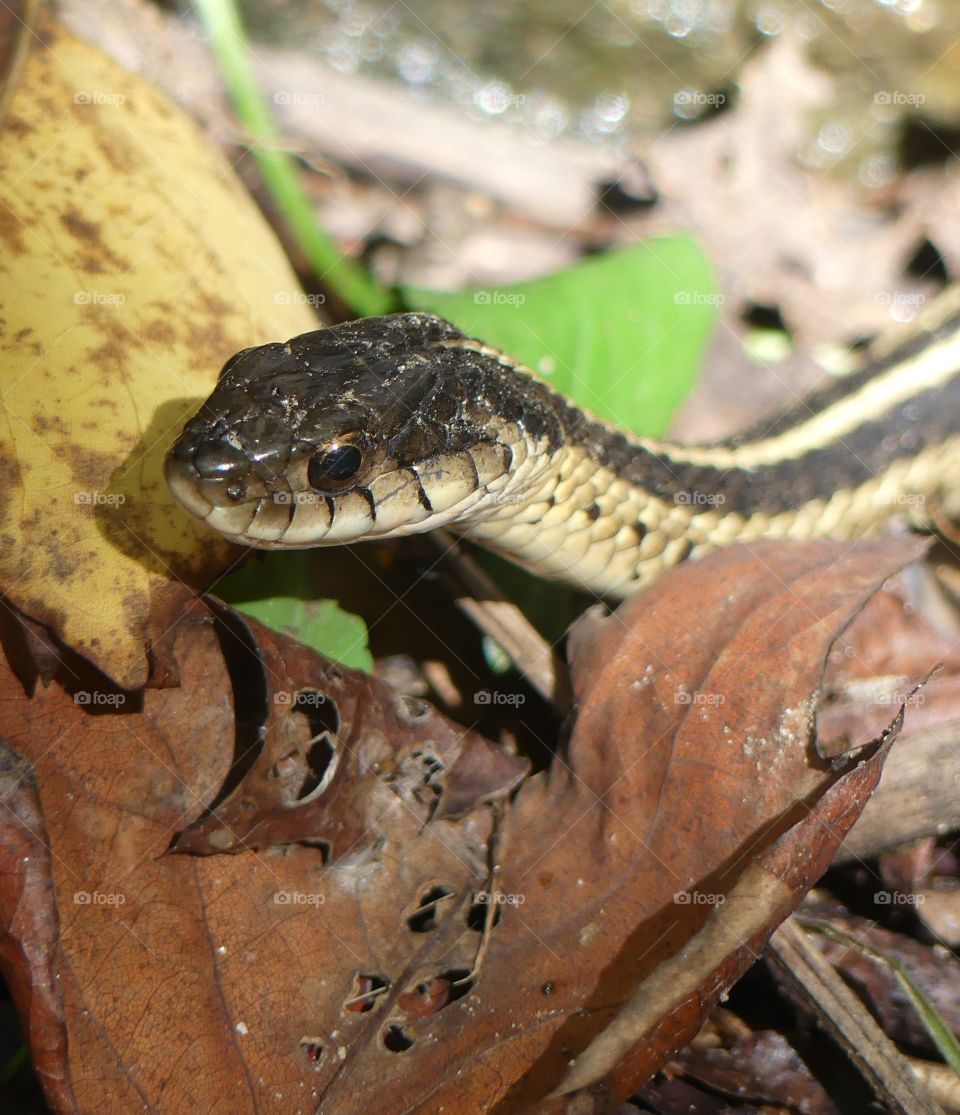 Wild Animals of The United States - Garter Snake on the hunt for his next meal