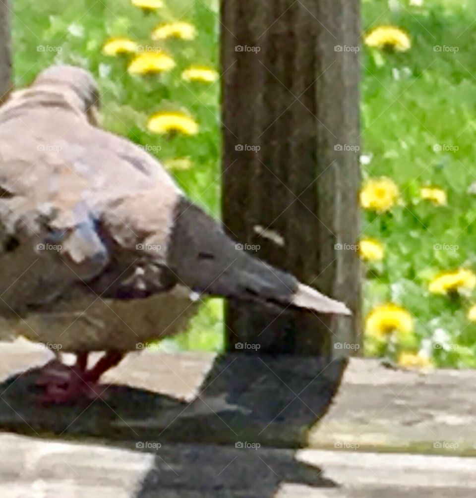 Feathered Mourning dove ready to  leave my wood deck for greener pastures 