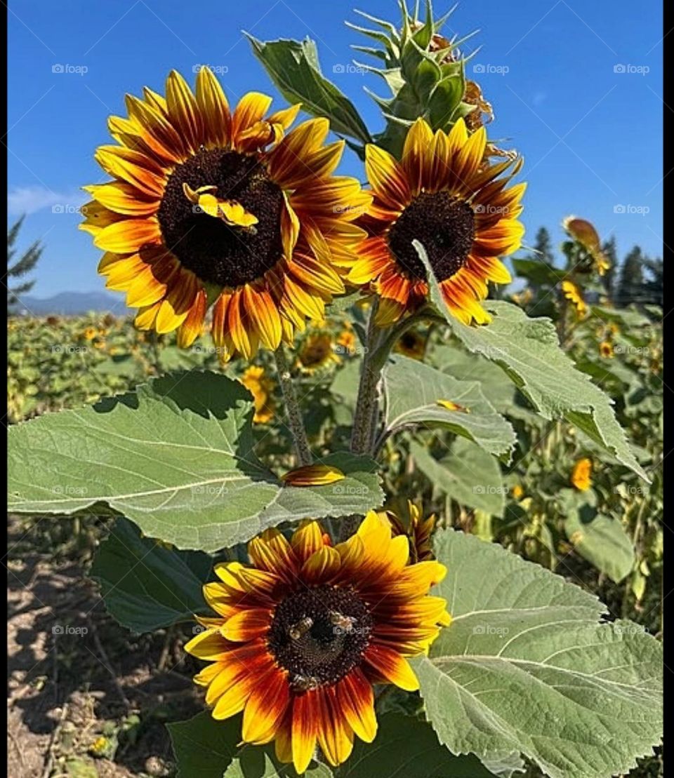 Giant Sunflowers