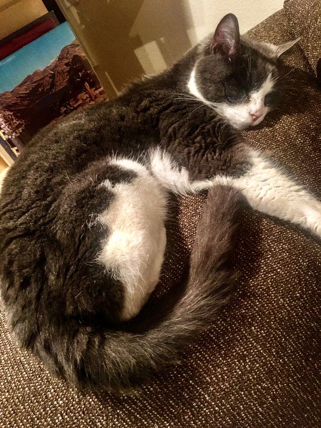 cat