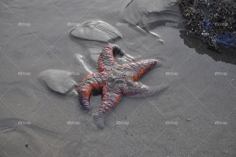 Sandy sea star