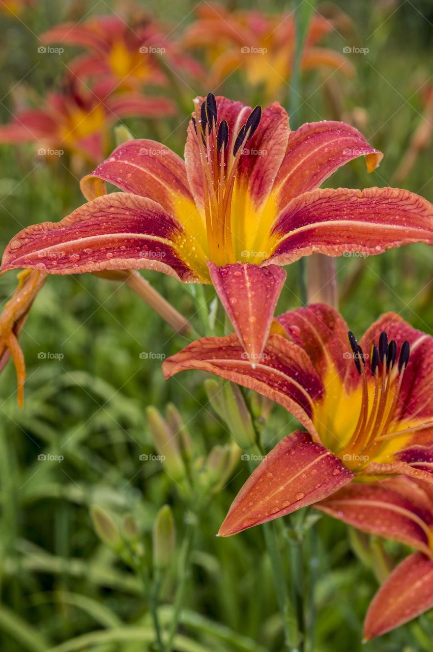 Daylily after the rain.