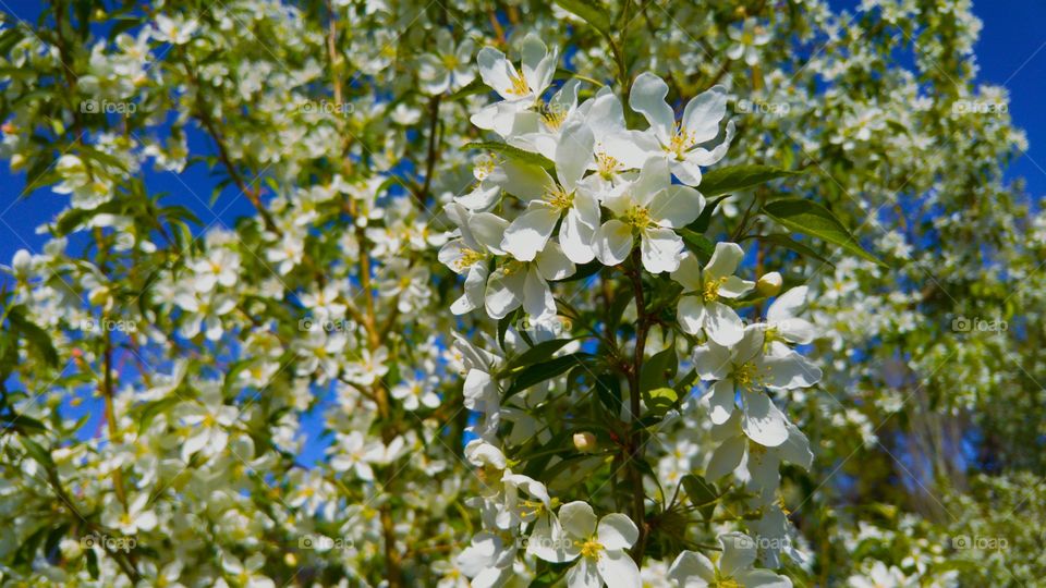 the smells of spring