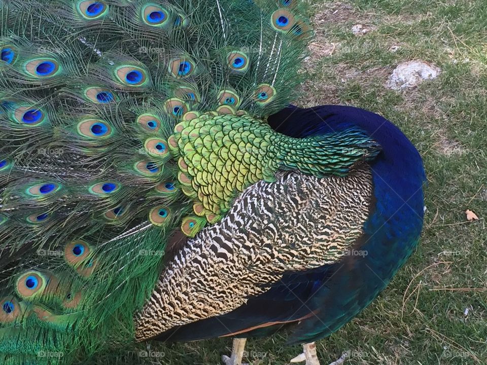 Peacock 