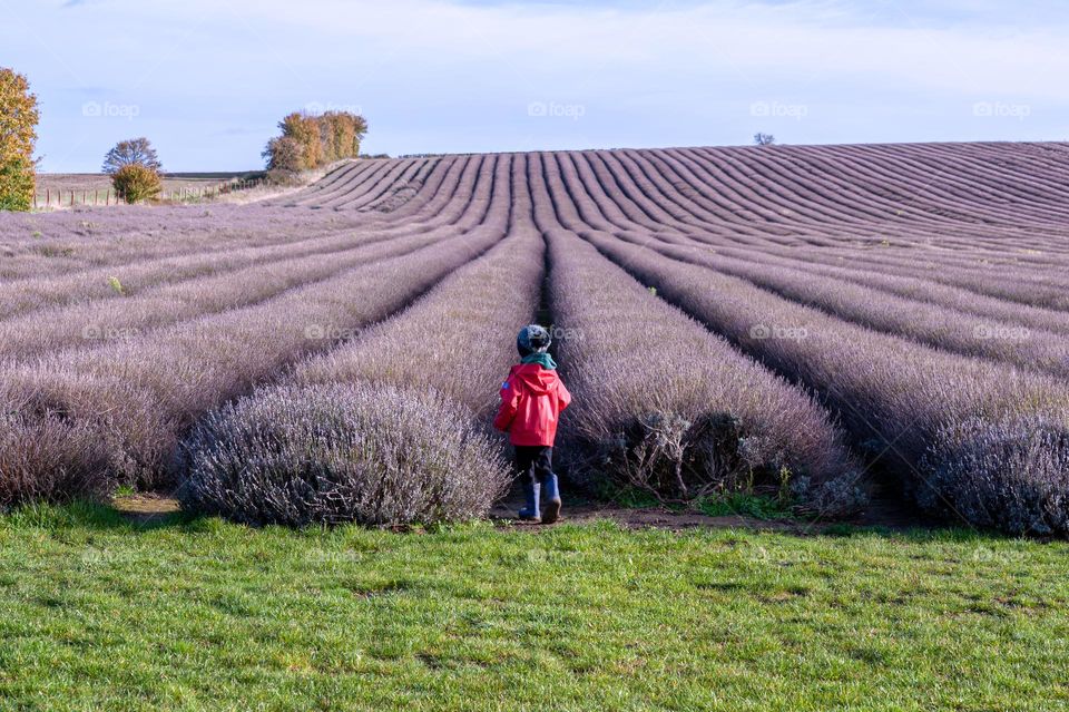 Curious little boy wandering into lavender fields in fall.