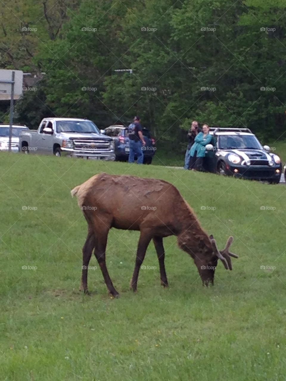 Elk