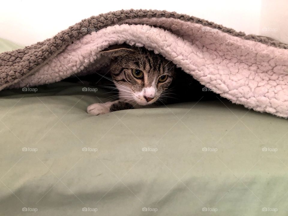 Cat under a blanket
