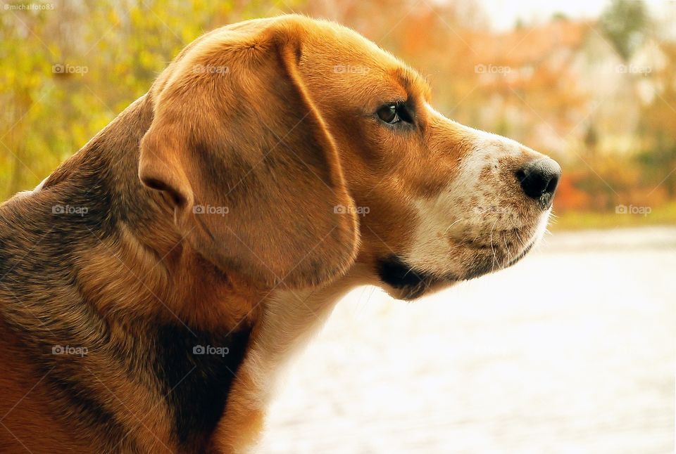 Beagle dog