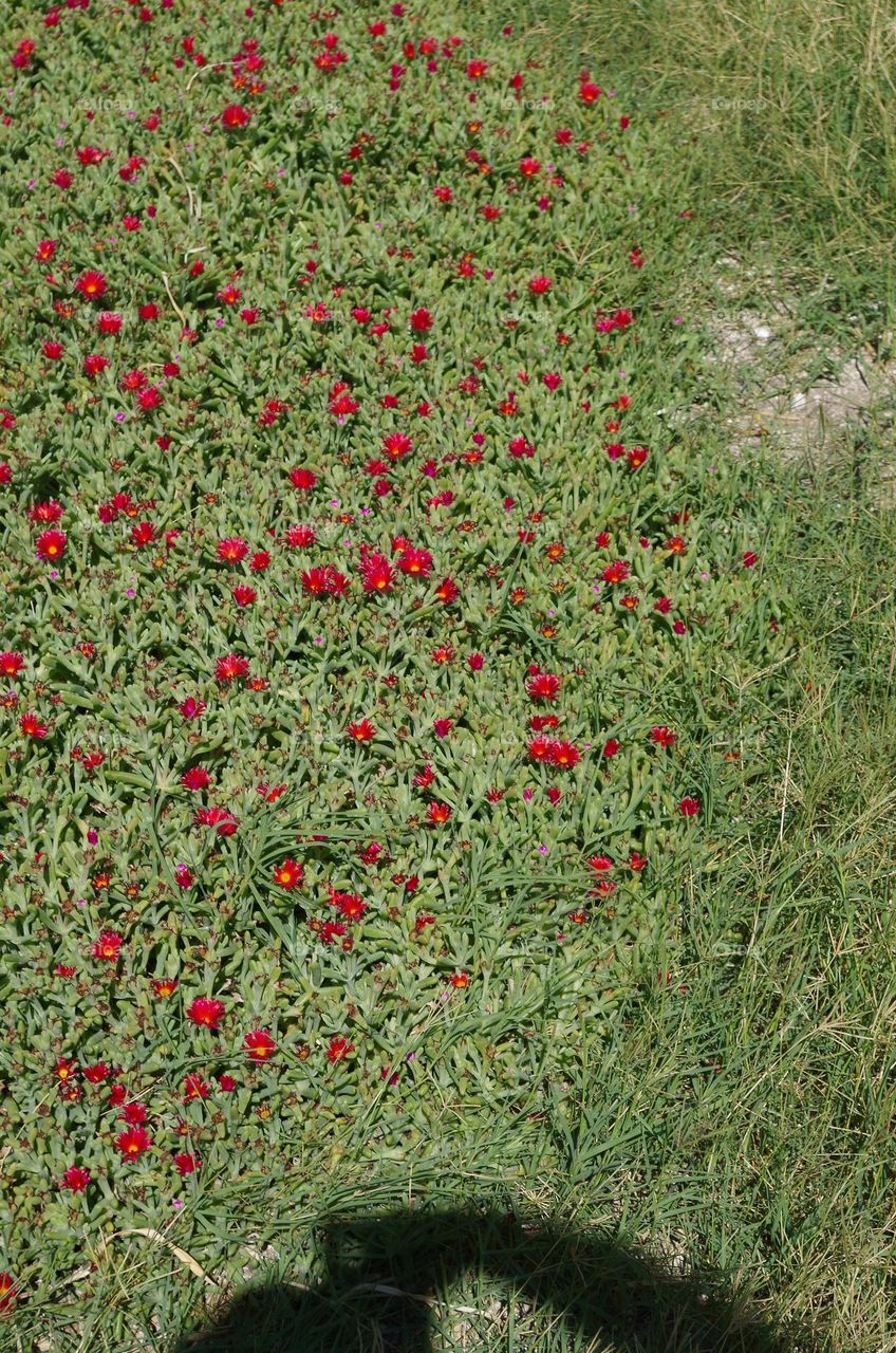 meadow with poppies