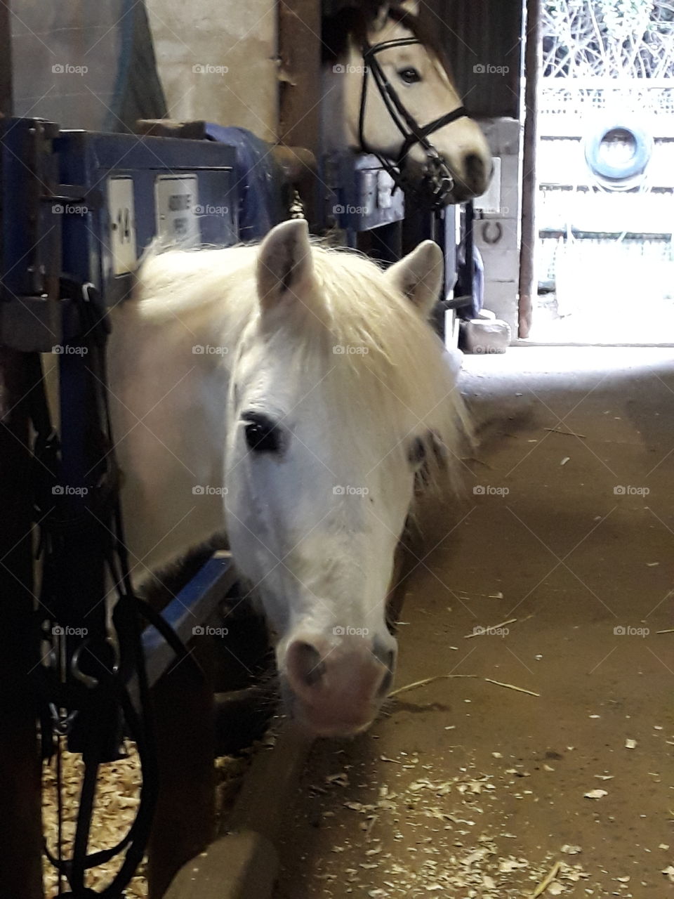 beautiful white horse at the stables