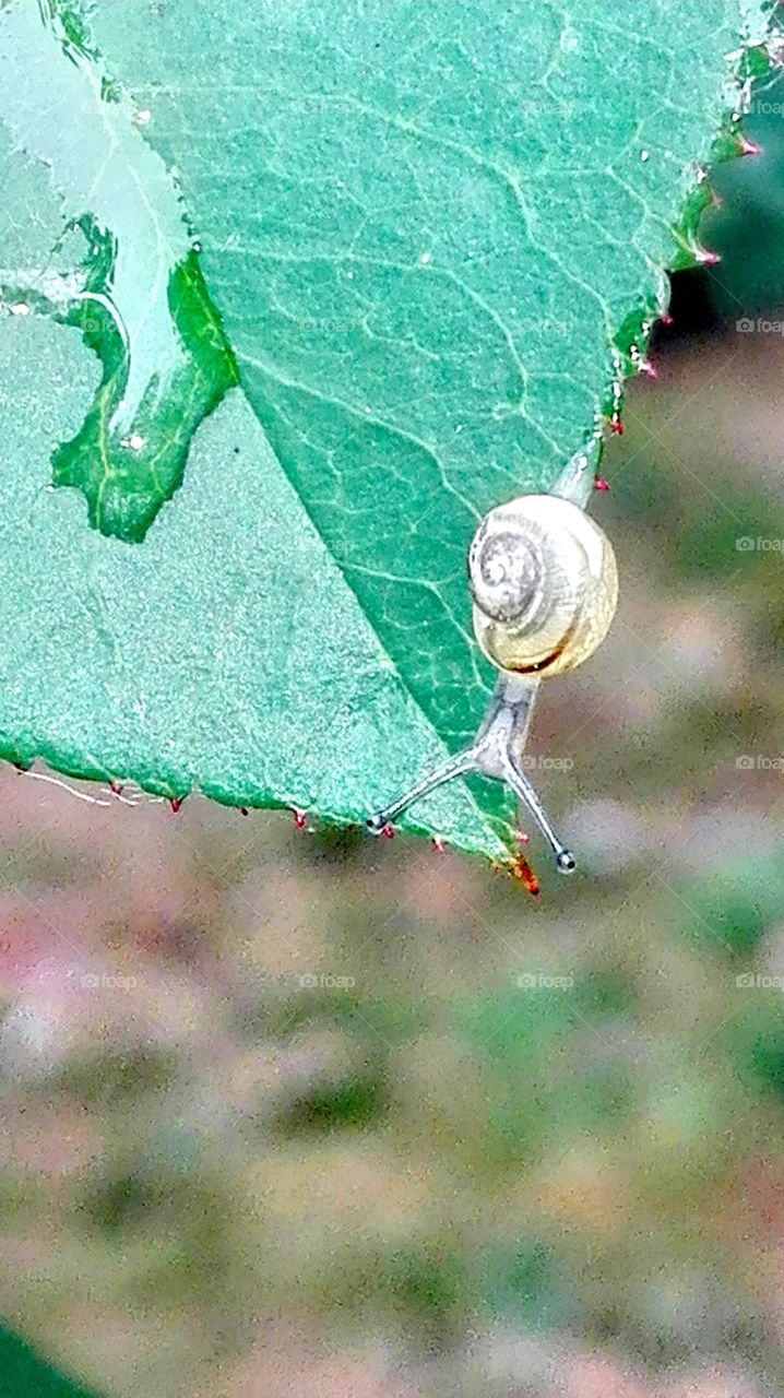 In the garden, after rain..