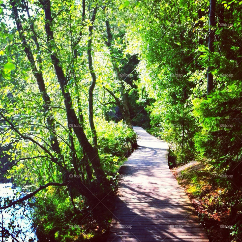 forrest path sjö skog by jempa_m