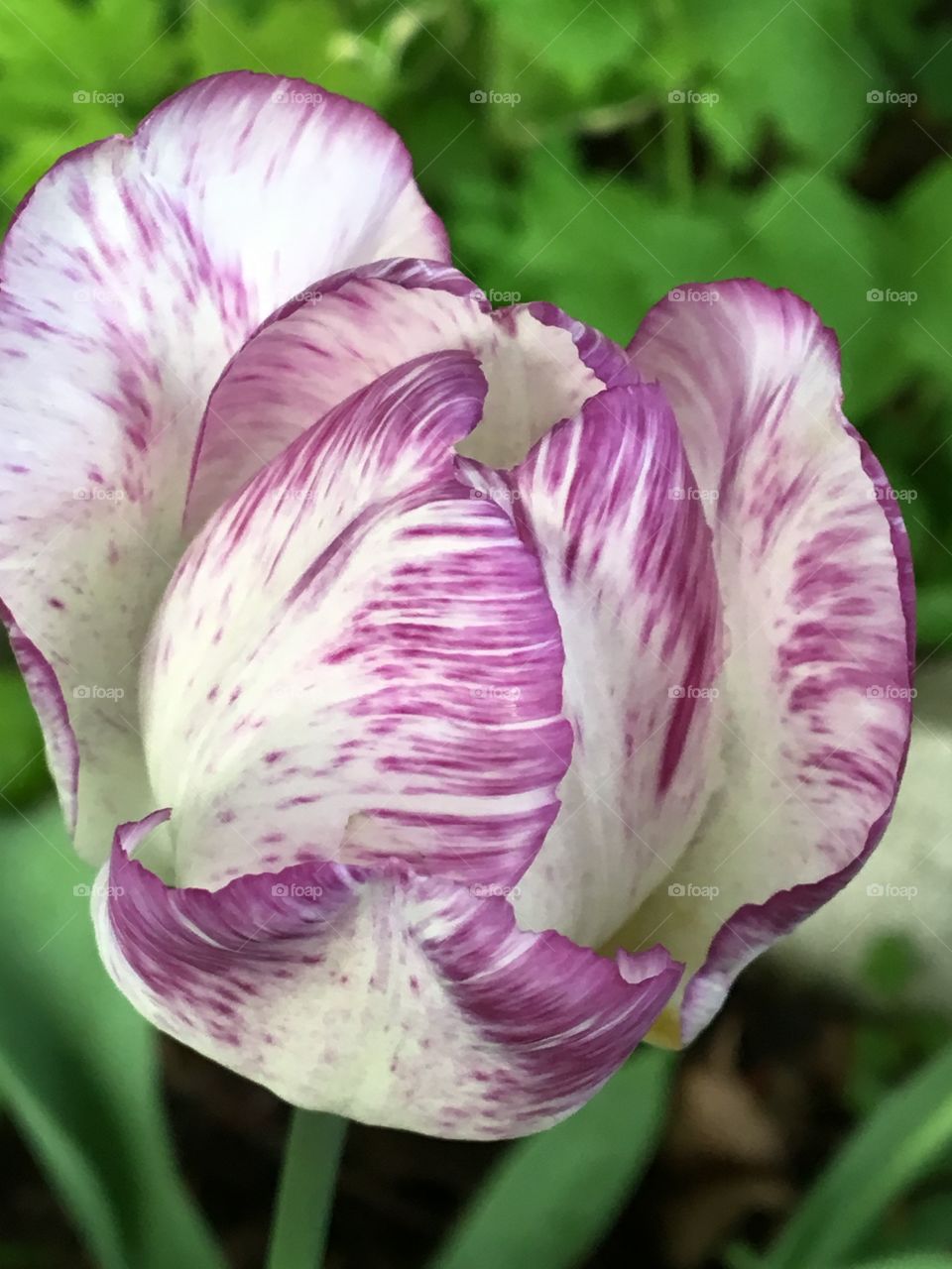 Cream and brushed purple tulip