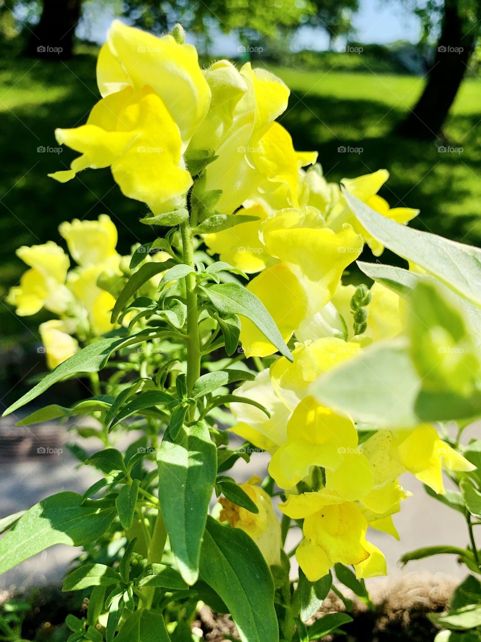 Beautiful common snapdragon flower blossoms with yellow petals in the park during spring.