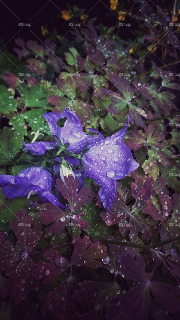 Purple Rain