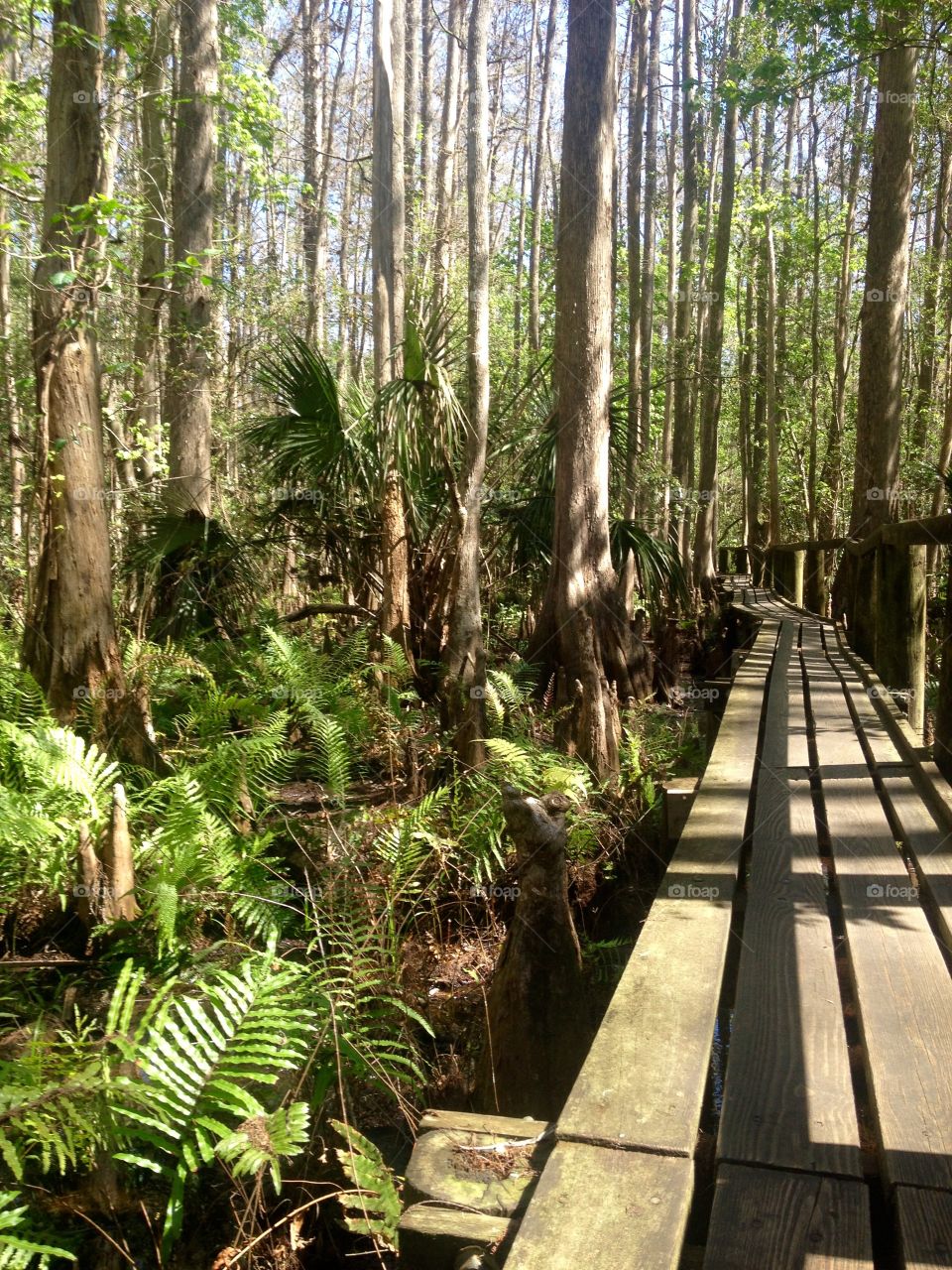 Boardwalk hike into the forest 