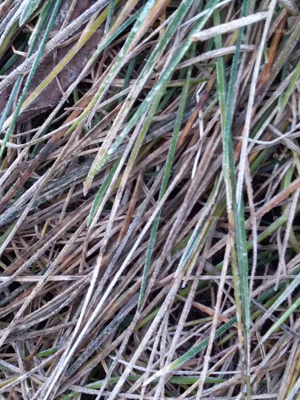 frozen grass