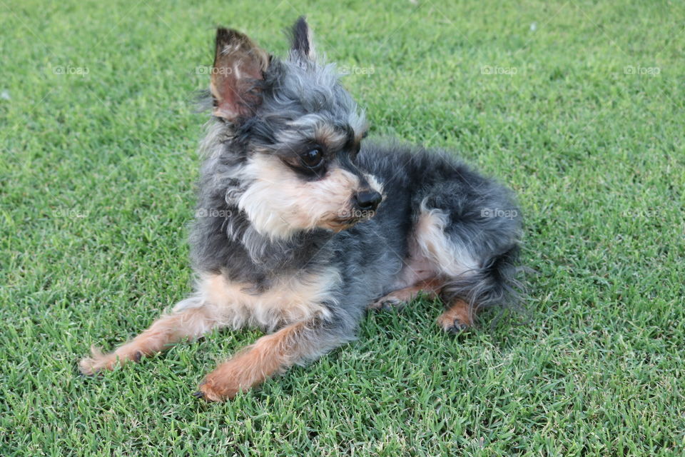 Small yorkie Dog