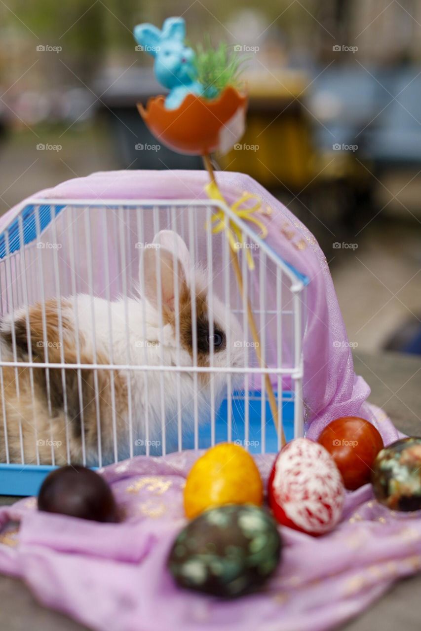 Easter bunny and Easter eggs