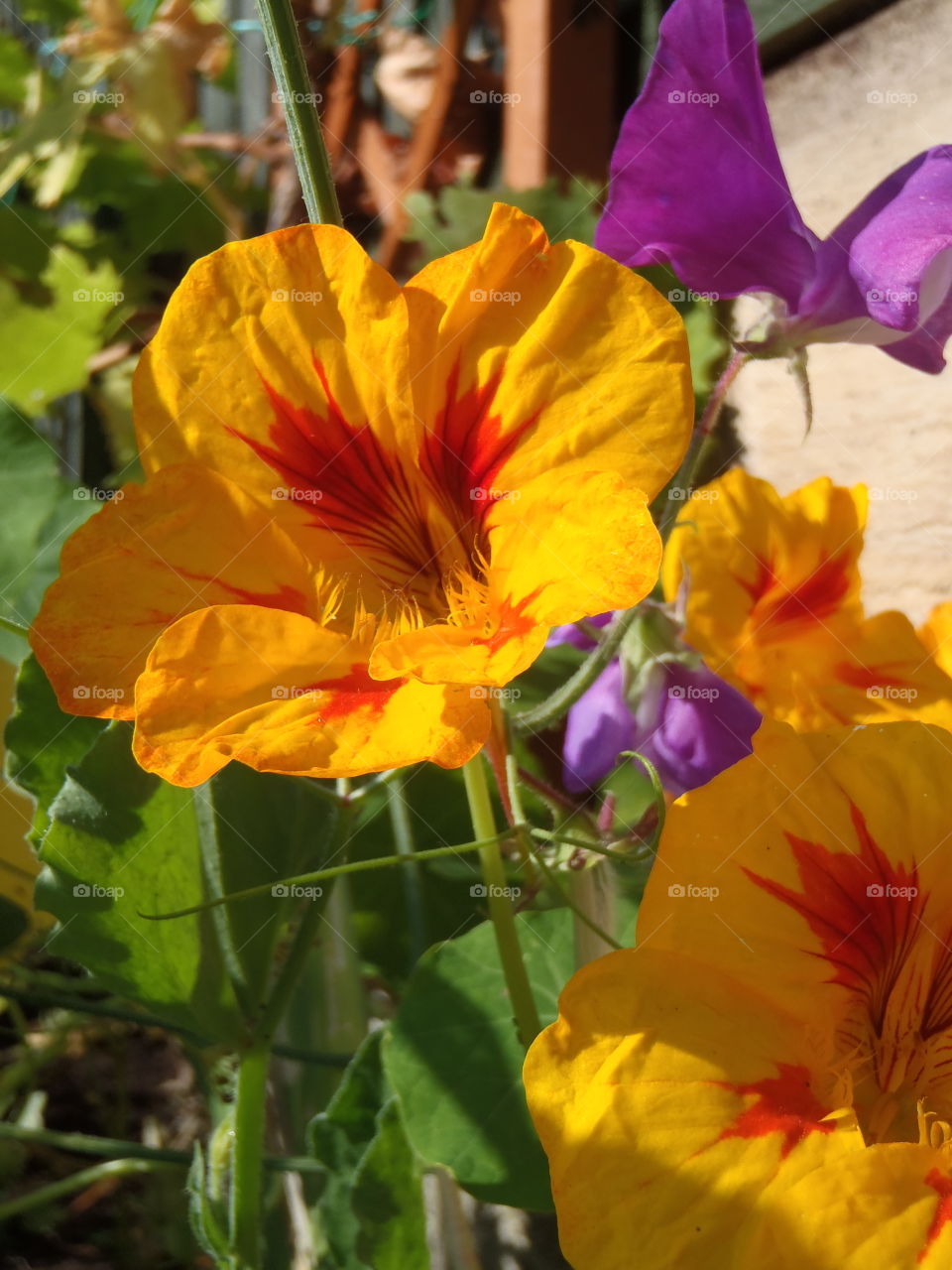 Autumn garden colours . Nasturtium and sweet pea