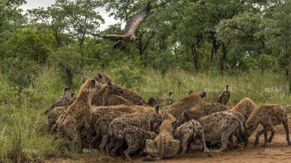 Hyenas on a Buffalo kill