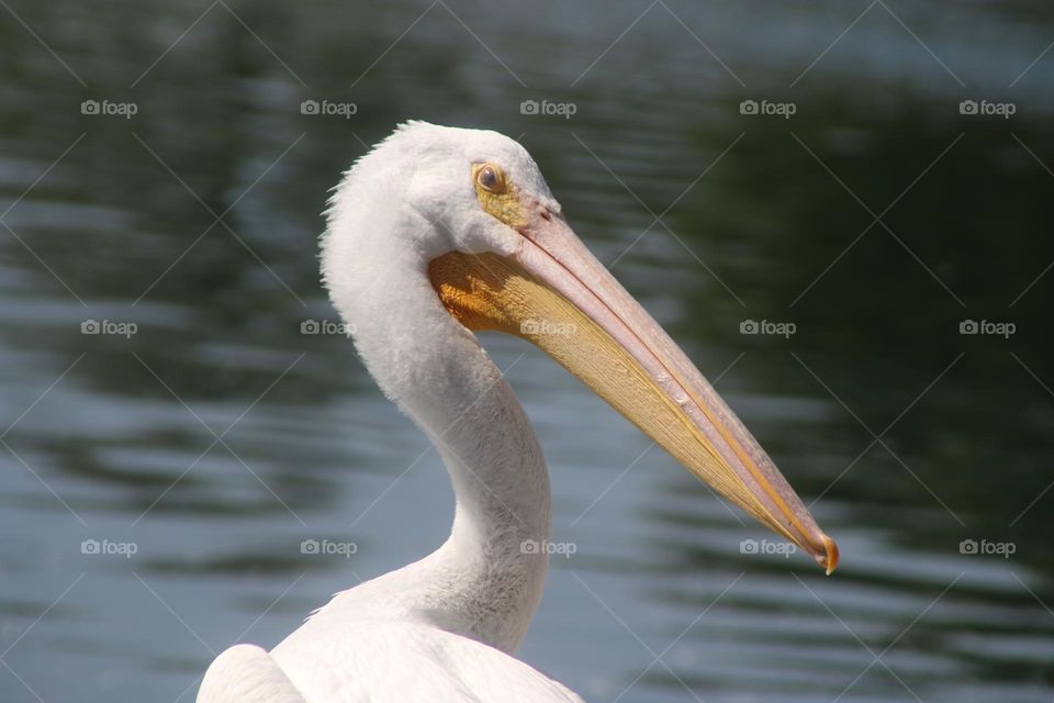 Side Profile of White Pelican