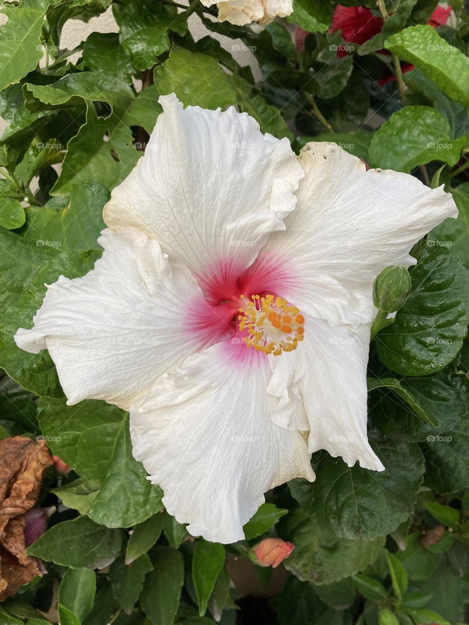 🌹 🇺🇸 Very beautiful flowers to brighten our day.  Live nature and its beauty. Did you like the delicate petals? / 🇧🇷 Flores muito bonitas para alegrar nosso dia. Viva a natureza e sua beleza. Gostaram das pétalas delicadas? 