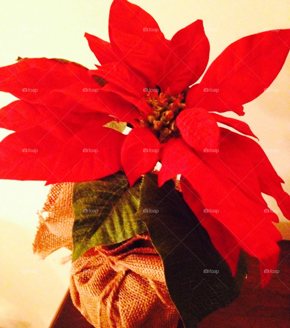 Red Holiday Decor 